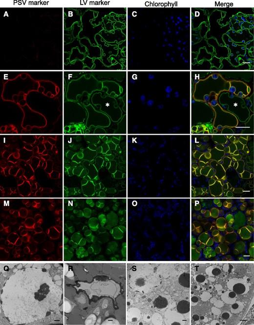 PSV form through remodeling of the LV in Arabidopsis leaf cells reprogrammed by LEC2. A to P, Representative images of transitioning vacuoles in LEC2-induced leaf cells at 14 d (A–D), 17 d (E–H), and 20 d (I–P) with DEX. The TIP3;1-YFP PSV tonoplast marker (red) accumulates on the preexisting LV (E, I, and M) in Arabidopsis lines constitutively expressing the tonoplast marker TPK1-GFP (green). Chlorophyll autofluorescence is shown in blue. Asterisks show asynchronous remodeling of the tonoplast in neighboring cells. Bars = 10 μm. Q to T, Electron microscopy of leaf cells 14 d after LEC2 induction with DEX. Electron-opaque PSV material (black) accumulates along the luminal side of the tonoplast and disperses in the vacuole lumen. Bars = 500 nm (Q–S) and 2 μm (T).