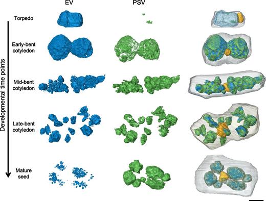 Remodeling of the EV to PSV during embryo maturation. The lumen of the EV (blue), electron-opaque PSV luminal material (green), nucleus (yellow), and plasma membrane (gray) were rendered from SBF-SEM image stacks in cotyledon cells of embryos in the torpedo, early-, mid-, and late-bent cotyledon, or mature embryo stages. As electron-opaque material initially accumulates along the periphery of the EV lumen, the vacuole separates into several smaller vacuoles, which are eventually filled with electron-opaque PSV luminal material aside from small translucent areas. The nucleus changes position from the cell cortex to the center of the cell. Bar = 5 μm.