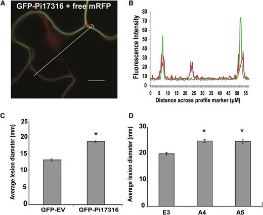 Localization of GFP-Pi17316 and enhancement of P. infestans colonization. A, Transient coexpression of GFP-Pi17316 with an mRFP-EV construct as a cytoplasmic marker. Bar = 20 μm. B, A plot of the profile indicated by the arrow in A shows GFP fluorescence (green line) and mRFP signal (red line). C, Transient expression of GFP-EV and GFP-Pi17316 followed by the addition of a concentrated suspension of P. infestans isolate 88069 sporangia measured at 7 to 8 d post inoculation (dpi; mean of five repetitions, 30 leaves per construct). *, Significant difference by one-way ANOVA using pairwise multiple comparison procedures with the Holm-Sidak method (P ≤ 0.001). D, Mean P. infestans lesion diameter of cv E3 and transgenic Pi17316-expressing potato plants (A4 and A5) measured at 5 dpi (three repetitions, 40 leaves per line). *, Significance difference by one-way ANOVA using pairwise multiple comparison procedures with the Holm-Sidak method (P ≤ 0.001). Error bars in C and D show se.