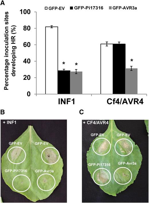 The effector Pi17316 inhibits ICD. A, Graph representing mean inoculation sites developing ICD and Cf4/AVR4 hypersensitive response (HR) lesions at 4 dpi when coinoculated with GFP-EV, GFP-Pi17316, and GFP-AVR3a as a control that suppresses both ICD and Cf4/AVR4. Data include five biological replicate experiments with six plants per replicate and four inoculations per plant; error bars show se. One-way ANOVA using pairwise multiple comparison procedures with the Holm-Sidak method revealed that both ICD + Pi17316 and ICD + AVR3a were significantly different from the GFP-EV (*, P ≤ 0.001). Only GFP-AVR3a had a significant reduction in Cf4/AVR4 HR. B, Representative leaf image displaying ICD with GFP-EV, GFP-Pi17316, and GFP-AVR3a positive control at 5 dpi. C, Representative leaf image displaying Cf4/AVR4 HR with GFP-EV, GFP-Pi17316, and GFP-AVR3a positive control at 5 dpi.