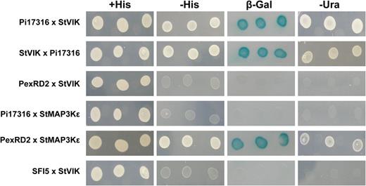 Pi17316 specifically targets the potato MAP3K, StVIK. Yeast coexpressing Pi17316 and the MAP3K StVIK, but not the target of PexRD2, MAP3Kε, grew on His selection (−His) medium, uracil selection (−Ura) medium, and yielded β-galactosidase (β-Gal) activity. In addition, another PM-localized effector, SFI5, does not interact with StVIK.