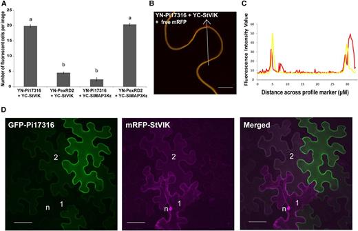Pi17316 interacts with StVIK at the plant PM. A, Average number of fluorescent cells per image with YN-Pi17316 + YC-StVIK and YN-PexRD2 + YC:SlMAP3Kε, giving significantly more (P ≤ 0.050, n = 10) reconstitution of YFP fluorescence than when noninteracting effector-interactor pairs (YN-PexRD2 + YC-StVIK and YN-Pi17316 + YC-SlMAP3Kε) were used. Lowercase letters denote statistically significant groups by one-way ANOVA, with pairwise comparisons performed with the Holm-Sidak method. Error bars show se. B, Single optical slice image across PMs of two adjacent cells in the location indicated by the white arrow coexpressing YN-17316 + YC-StVIK and the free mRFP cytoplasmic marker. Bar = 20 μm. C, The plot of the profile indicates that the majority of the YFP fluorescence (yellow line) does not colocalize with the cytoplasmic marker (red line). D, GFP-Pi17316 coexpressed with mRFP-StVIK were imaged sequentially and merged using Omero software (https://www.openmicroscopy.org). Images were collected at 3 dpi at 40× magnification. 1 represents a cell where StVIK is present with little GFP-Pi17316, 2 represents a cell where both mRFP-VIK and GFP-17316 are expressed to similar levels, and n highlights the nucleus in cell 1. Bars 20 μm.
