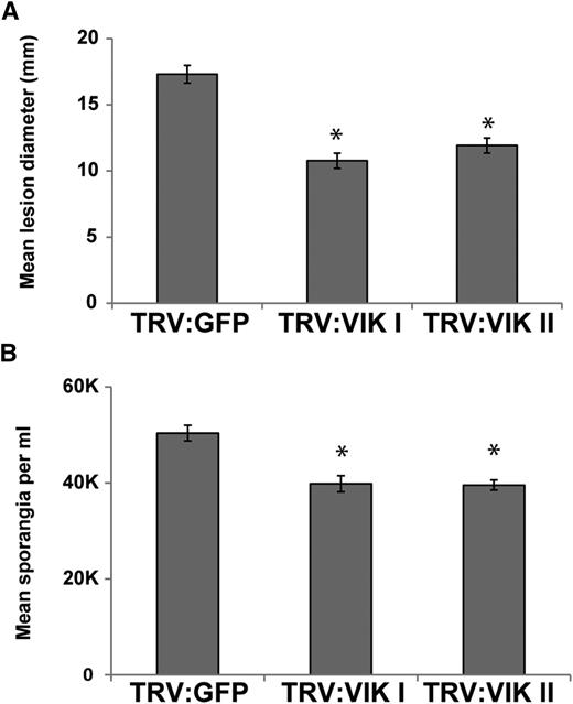 VIK is an S factor. A, Mean P. infestans lesion diameter (mm) on TRV:GFP, TRV:VIK I, and TRV:VIK II VIGS plants at 7 dpi. Error bars represent se. One-way ANOVA using pairwise multiple comparison procedures with the Holm-Sidak method revealed that TRV:GFP was significantly different from the lesion diameters measured for TRV:VIK I and TRV:VIK II VIGS (*, P ≤ 0.001). B, Mean P. infestans spore counts per mL, washed from pools of TRV-infected leaves of each construct at 7 dpi. Error bars represent se. One-way ANOVA using pairwise multiple comparison procedures with the Holm-Sidak method revealed that the sporangia count from TRV:GFP control plants was significantly different from the sporangia measured from TRV:NbVIK I and TRV:NbVIK II VIGS plants (*, P ≤ 0.050).