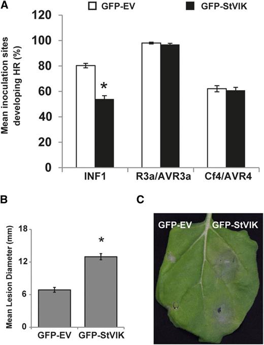 StVIK overexpression perturbs ICD and boosts P. infestans colonization of N. benthamiana. A, Average inoculations developing hypersensitive response (HR) lesions at 4 dpi for INF1, R3a/AVR3a, and Cf4/AVR4 (n = 128, 88, and 115, respectively) in seven biological repetitions. Error bars represent se. One-way ANOVA using pairwise multiple comparison procedures with the Holm-Sidak method revealed that ICD + StVIK was significantly different from ICD + EV (*, P ≤ 0.001). B, Average P. infestans lesion diameter (mm) on sites of transient expression of either GFP-EV or GFP-StVIK measured at 7 dpi. The total number of samples per construct was measured (n = 160) in seven biological replicates. Error bars represent se. One-way ANOVA using pairwise multiple comparison procedures with the Holm-Sidak method revealed that P. infestans lesion diameter + StVIK was significantly different from lesion diameter + EV (*, P ≤ 0.001). C, Representative image of P. infestans lesions at 7 dpi on sites of transient expression of either GFP-EV or GFP-StVIK.