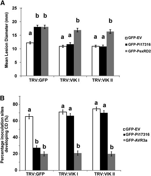 Silencing of NbVIK attenuates the ability of Pi17316 to suppress ICD and enhance P. infestans colonization in plants. A, Mean P. infestans lesion diameter measured at 7 dpi containing a sample number of roughly 150 for each construct in each VIGS background across four biological repetitions. Error bars represent se. One-way ANOVA using pairwise multiple comparison procedures with the Holm-Sidak method revealed that lesion diameter was significantly reduced when Pi17316 was expressed in the NbVIK VIGS backgrounds (a and b highlight two significance groups at P ≤ 0.001). B, Percentage inoculations developing ICD in the presence of Pi17316 versus the EV in each VIGS background. The results represent a sample size of 121 across eight biological repetitions. One-way ANOVA using pairwise multiple comparison procedures with the Holm-Sidak method showed that ICD was significantly higher in the GFP-Pi17316-inoculated NbVIK VIGS backgrounds than in the TRV:GFP background (a and b highlight two significance groups at P ≤ 0.001).