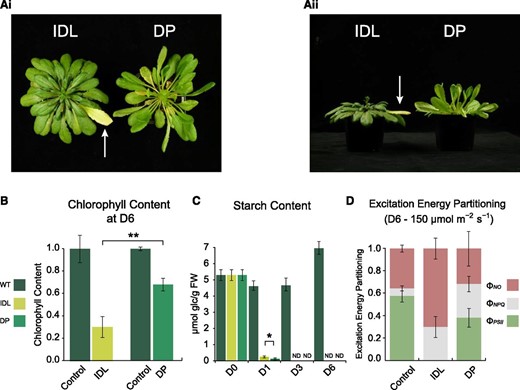Phenotypic and physiological analyses of Arabidopsis leaves following the darkening for 6 d of an individual leaf (IDL) and an entire plant (DP). A, Phenotypes of the leaves after 6 d of darkening treatment. The white arrows indicate the IDL. i, Top view; ii, side view. B, Chlorophyll content of leaves sampled at D6, grown under light, IDL, and DP conditions, measured in mg g−1 fresh weight and normalized to their respective wild-type (WT) control samples. Double asterisks indicate a significant (P < 0.01; Student’s t test) difference in chlorophyll abundance between the IDL and DP samples. Error bars indicate se. C, Starch content of sampled leaves grown under light, IDL, and DP conditions, measured in μmol Glc g−1 fresh weight (FW). The single asterisk indicates a significant (P < 0.05; Student’s t test) difference in starch abundance between the IDL and DP samples; ND indicates samples with nondetectable data. Error bars indicate se. D, Excitation energy partitioning at 150 μmol m−2 s−1 (growth conditions) of sampled leaves from control and after 6 d of IDL and DP conditions. Error bars indicate se.