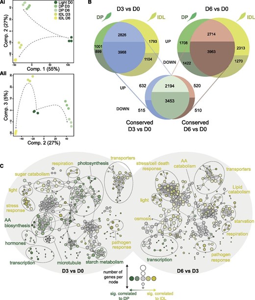 Transcriptomic analysis of the conserved and diverging responses in Arabidopsis leaves during two darkening treatments. A, PCA was used to reduce the dimensionality of the data and, thus, emphasize similarities and differences within the data set. i, Component 1 (55%) and component 2 (27%); ii, component 2 (27%) and component 3 (5%). B, Differential expression analysis was carried out comparing D3 versus D0 and D6 versus D0 for each darkening treatment. The resulting lists of significantly differentially expressed genes from each treatment were then matched to reveal the level of conservation in transcriptomic response. C, Biological network of enriched GO terms from significantly (P < 0.001) differentially expressed genes in DP versus IDL conditions at D3 and D6. Enriched GO terms associated with either DP (palette of greens) or IDL (palette of yellows) were clustered according to their functional categories. The size of a node is proportional to the number of genes contributing to this node, while the intensity of the color is proportional to the significance (the minimum significance being P < 0.05) of it belonging to a treatment (e.g. dark yellow = strongly associated with IDL, pale green = moderately associated with DP, and gray nodes = overrepresented in the gene subset but not enriched significantly in DP or IDL; the threshold of significance was set at 60%). AA, Amino acid.