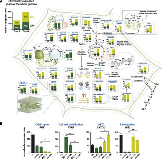 Transcriptomic analysis of leaf metabolism in DP and IDL. A, Differential expression analysis was carried out between DP and IDL samples at D3 and D6. The resulting genes that were defined as significant (adjusted P < 0.001; differential expression was carried out using limma) can be observed at top left. These genes were then cross referenced with MapMan annotations and sorted for metabolic functions. Differentially expressed genes (DEGs) that correlated to either DP or IDL conditions were recorded and graphed, with light green corresponding to correlation with IDL conditions and dark green corresponding to correlation with DP conditions. B, Histograms of the transcript abundance of representative genes to illustrate the different patterns of abundance present and differences of magnitude. Double asterisks indicate significant (P < 0.01; Student’s t test; three replicates) differences in transcript abundance between the IDL and DP samples. Error bars indicate se.