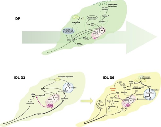 Model summarizing the different metabolic strategies employed by plants in response to partial or total darkening of the plant. The size and line weigh of the fonts and arrows are proportional to their implication in these metabolic processes. The large arrow behind the leaf in DP conditions depicts the conserved metabolic strategy maintained between 3 and 6 d of darkening. AAA, Aromatic amino acids; Citr, citrate; OAA, oxaloacetate; PPP, pentose phosphate pathway; Shik/Chor, shikimate/chorismate; TCA, tricarboxylic acid cycle.