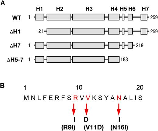 Schematic model for the structure of recombinant VIPP1 proteins used in this study. A, Schematic illustration of Arabidopsis VIPP1 secondary structure, indicating the total length and different truncated VIPP1 proteins. H denotes the predicted α-helix structure of VIPP1. The numbers indicate the positions of first (left) and last (right) amino acids of VIPP1 proteins of different lengths. WT, Wild type. B, Point mutations of amino acids in the first α-helix at the N terminus of VIPP1. The amino acids are positioned with the corresponding number, in which mutated residues are red. The substituted amino acids are listed below and are indicated with arrows.