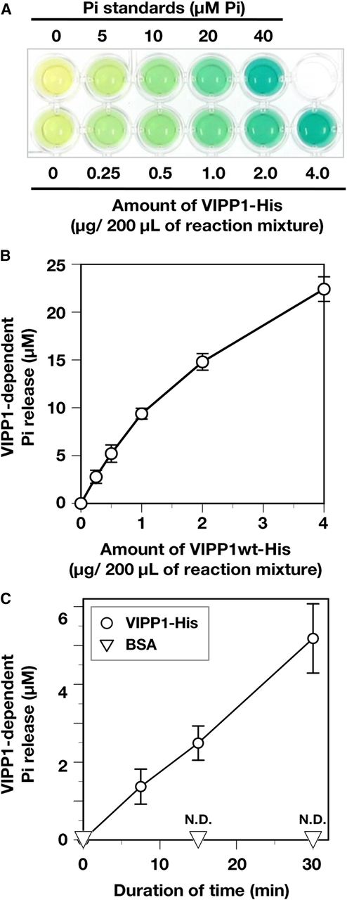 Evaluation of GTP hydrolysis activity of His-tagged recombinant proteins. A, Photograph of a typical assay for GTP hydrolysis using a GTPase assay kit (Innova Biosciences). Green denotes the presence of free Pi. Absorption at 635 nm of reaction mixture without VIPP1-His (the left end of bottom row wells) was subtracted as background in each measurement. B, VIPP1-His dependency of GTP hydrolysis. The level of released Pi was analyzed with various amounts of wild-type (wt) VIPP1 protein (0.25–4 µg in 200 µL of reaction mixture), which was quantified based on the absorption of Pi standard solutions. C, Time-dependent release of Pi. All the analyses were performed in the presence of 0.5 µg of protein (VIPP1-His and BSA) in each reaction mixture of 200 µL. The reaction mixtures were incubated for 0, 7.5, 15, and 30 min at 37°C. Then, free Pi was quantified. Data points and error bar represent means and sd, respectively, of results obtained from four to six independent experiments (Student’s t test, for which P < 0.01 was inferred as significant). N.D., Not detected.