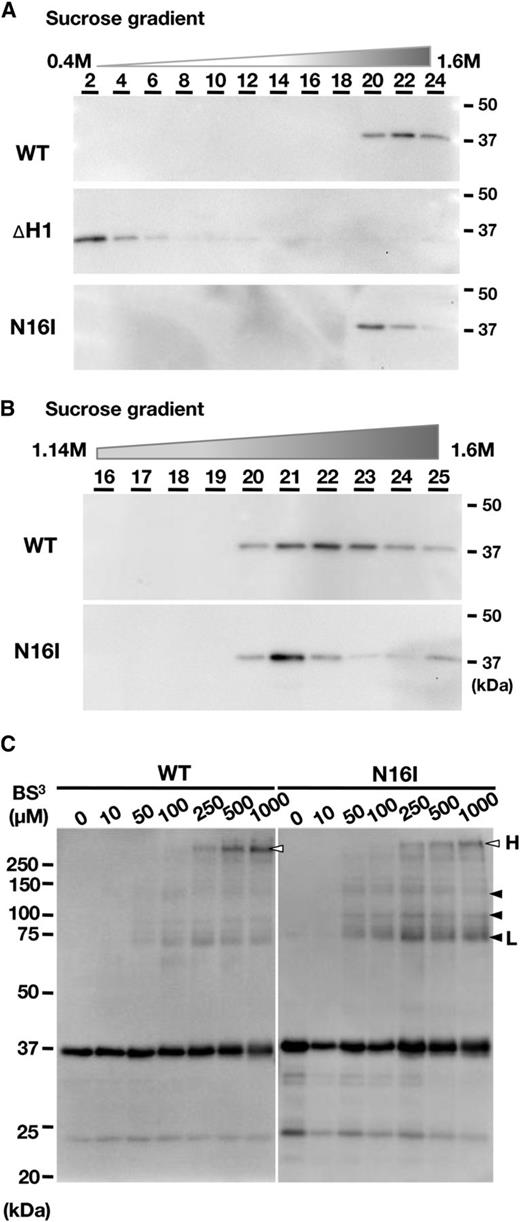 Evaluation of the oligomerization state of wild-type (WT) and mutated VIPP1-His proteins. A and B, Analyses for the size and density of the VIPP1 complex by linear Suc density gradient centrifugation (0.4–1.6 m). Among the 25 obtained fractions, fractions of an even number (A) or bottom half (B) were subjected to immunoblot analyses with the specific antibody against VIPP1. C, Chemical cross-linking of recombinant proteins of wild-type VIPP1 and N16I. Recombinant proteins were treated with BS3 and then subjected to SDS-PAGE followed by immunoblot analyses with a specific antibody against VIPP1. Arrowheads and letters are as described in “Results.”