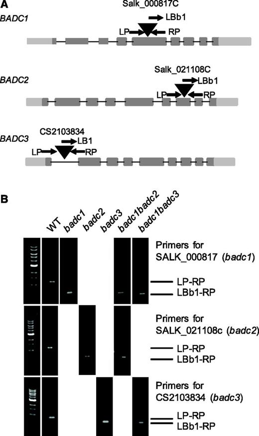 Genotyping of BADC1, BADC2, and BADC3. A, Genomic organization of the T-DNA insertion knockout line in the Columbia-0 (Col-0) background. The positions of T-DNA insertions are indicated by triangles. The positions of primers used for genotyping are indicated by arrows. B, Individual plants were determined to be either heterozygous or homozygous using PCR with the indicated gene-specific primer pairs and combinations with T-DNA-specific primers. Wild-type (WT) Col-0 was used as a positive control for the gene-specific primer pairs and as a negative control for T-DNA-specific primer pairs.