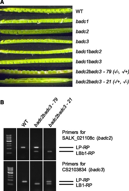 Phenotypes of developing siliques of badc mutants. A, No aborted seeds were observed in siliques of the wild type (WT) or single badc mutants, while the double mutant badc2 badc3 resulted in embryo abortion. B, Individual plants were determined to be either heterozygous or homozygous using PCR with the indicated gene-specific primer pairs and combinations with T-DNA-specific primers. Wild-type Col-0 was used as a positive control for the gene-specific primer pairs and as a negative control for T-DNA-specific primer pairs. No badc2 badc3 homozygous line was obtained.