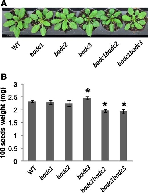 The badc mutants grew similarly to wild-type plants. A, Phenotypes of 3-week old badc mutants and wild-type (WT) plants. B, Seeds of double mutants (badc1 badc2 and badc1 badc3) were significantly smaller than those of the wild type. Asterisks indicate significant differences compared with wild-type plants, which were determined by Student’s t test (P < 0.05). Values are presented as means ± sd of five biological replicates.