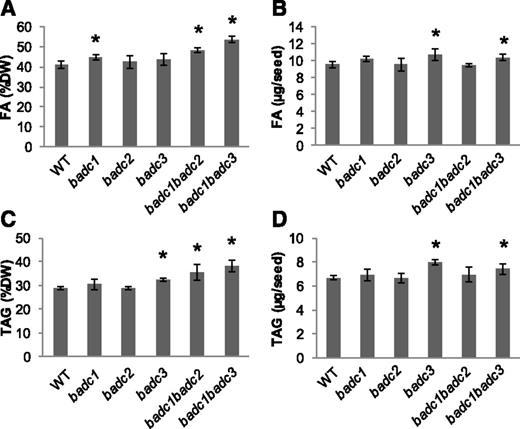 TFA and TAG increases in badc1 badc2 and badc1 badc3 double mutant seeds. A, TFA contents per dry weight. B, TFA contents per seed. C, Total TAG contents per dry weight. D, Total TAG contents per seed. Asterisks indicate significant differences from the wild type at the level of P < 0.05 as determined by Student’s t test. Values are presented as means ± sd of five biological replicates.