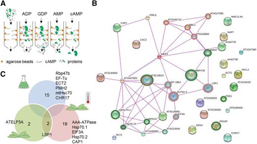 AP analysis using 2′,3′-cAMP agarose beads showed enrichment in SG proteins. A, Schematic representation of the AP analysis. B, Schematic representation of putative 2′,3′-cAMP interactors retrieved from the Stitch database (Szklarczyk et al., 2016). Experimental evidence and a low-confidence cutoff were used to visualize protein-protein interactions. Proteins involved in translation (red rings), RNA binding (blue rings), and stress response (green rings) are highlighted. C, Venn diagram containing proteins identified as putative 2′,3′-cAMP binders in cell cultures (blue), Arabidopsis rosette leaves (green), and rosettes under heat stress (red). Proteins putatively annotated as SG components based on the human SG composition are indicated (Jain et al., 2016). The data presented are from three (cell cultures) or four (rosettes) technical replicates separated at the lysate stage.