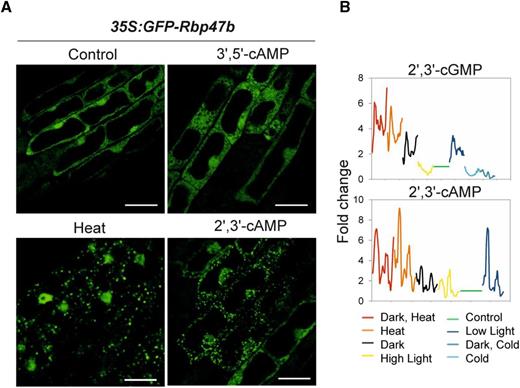 2′,3′-cAMP accumulates in response to stress conditions and promotes SG formation. A, Subcellular localization of the GFP-Rbp47b protein under different experimental conditions (after 1 h of treatment). Additional micrographs are given in Supplemental Figure S2. Bars = 10 μm. B, 2′,3′-cGMP and 2′,3′-cAMP accumulation in mature Arabidopsis rosettes under different stress conditions. Six-week-old Arabidopsis plants were shifted to either control or stress conditions. First, samples (whole rosette) were taken at 5, 10, and 20 min following stress onset, and afterward, every 20 min until 6 h. The last two samples were taken at 10 and 20 h after stress onset. Graphs represent the accumulation of 2′,3′-cGMP and 2′,3′-cAMP over time in different stresses (color legend at bottom). Data are presented as fold change (rolling average) calculated in comparison with the paired control. Each data point is the average of three biological replicates (individual rosettes). Control temperature and light conditions (21°C and 150 µE m‒2 s‒1) were used as a paired control for heat stress (32°C), low light (70 µE m‒2 s‒1), high light (300 µE m‒2 s‒1), cold (4°C and 85 µE), and darkness treatments. Note that 2′,3′-cAMP was not detected under cold stress conditions.