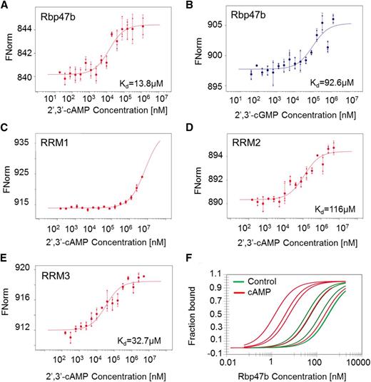In vitro validation of the Rbp47b-2′,3′-cAMP interaction. A, MST measurements of the interaction between Rbp47b and 2′,3′-cAMP. B, MST measurements testing the interaction between Rbp47b and 2′,3′-cGMP. C, MST measurements testing the interaction between RRM1 and 2′,3′-cAMP. D, MST measurements testing the interaction between RRM2 and 2′,3′-cAMP. E, MST measurements testing the interaction between RRM3 and 2′,3′-cAMP. F, MST measurements of Rbp47b self-assembly in the presence of 500 μm 2′,3′-cAMP. Data are presented as bound and nonbound proteins. Data represent independent titrations. For A to E, data are averages ± sd, n = 3 (data are from independent titrations). FNorm corresponds to normalized fluorescence of labeled Rbp47b.