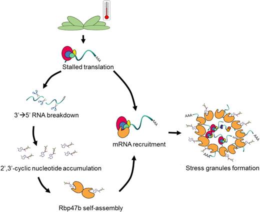 Proposed mechanism of 2′,3′-cAMP in SG formation due to its interaction with Rbp47b. Stress conditions (e.g. heat) induce translational arrest as well as RNA breakdown. The activity of the 3′ to 5′ RNA nucleases leads to the accumulation of 2′,3′-cyclic nucleotides, which consequently bind to Rbp47b. The binding of 2′,3′-cAMP and mRNA facilitates Rbp47b self-assembly, thereby promoting SG formation.