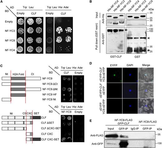 NF-YCs interact physically with CLF in vitro and in vivo. A, Yeast two-hybrid assays show the interactions between CLF and NF-YC proteins. Transformed yeast cells were grown on SD-Trp/-Leu/-His/-Ade or SD-Trp/-Leu medium. AD, Activation domain; BD, binding domain. B, Pull-down assays show the physical interaction between GST-CLF and His-NF-YC fusion proteins in vitro. His-NF-YC proteins were incubated with immobilized GST or GST-CLF, and immunoprecipitated fractions were detected by anti-His and anti-GST antibodies, respectively. Arrows indicate the specific bands of GST-CLF or GST; the arrowhead indicates the nonspecific bands. C, Domains required for the interaction of CLF and NF-YC proteins. Sketches show the domains of NF-YC9 and CLF and their various deletions. Yeast two-hybrid assays show the interactions between CLF, NF-YC9, and their derivatives. Transformed yeast cells were grown on SD-Trp/-Leu/-His/-Ade or SD-Trp/-Leu medium. D, BiFC analysis of the interaction between NF-YC9-nEYFP and cEYFP-CLF in tobacco leaf epidermal cells. The 4′,6-diamino-2-phenylindol (DAPI) staining indicates the nucleus. Bars = 20 μm. E, In vivo interaction of NF-YC9 and CLF in Arabidopsis. Plant nuclear extracts from 9-d-old clf nf-yc9 35S:GFP-CLF pNF-YC9:NF-YC9-FLAG seedlings under LD conditions were immunoprecipitated by either anti-GFP trap or preimmune serum (IgG). The coimmunoprecipitated proteins were detected by anti-FLAG and anti-GFP antibodies.