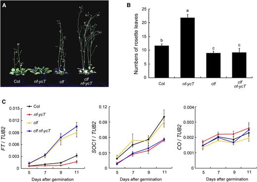 Genetic analysis of the interaction of CLF and NF-YC. A, Flowering phenotypes of Columbia (Col), clf, nf-ycT, and clf nf-ycT plants. The seedlings were grown under LD conditions at 22°C for 28 d and selected for photography. B, Flowering times of Col, clf, nf-ycT, and clf nf-ycT plants under LD conditions at 22°C. The number of rosette leaves in at least 10 plants at bolting was used as an indicator of flowering time. Statistically significant differences are indicated by different lowercase letters (one-way ANOVA, P < 0.05). C, Quantitative real-time PCR (qPCR) analysis of FT, SOC1, and CO temporal expression in developing Col, clf, nf-ycT, and clf nf-ycT seedlings. The seedlings were grown under LD conditions at 22°C and collected for RNA extraction at the 12th h in a 24-h period (16 h of light/8 h of dark). The TUBULIN2 gene (TUB2) was used as an internal control. Data represent means ± sd of biological triplicates.