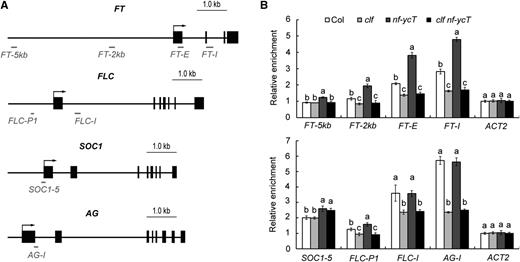 ChIP analysis of H3K27me3 levels in the relative flowering genes in various mutants. A, Schematic representation of the specific primer positions in the FT, FLC, SOC1, and AG loci used in B as well as in Figures 4B and 5A. Exons are represented by black rectangles and upstream regions and introns by black lines; the primer fragments used for amplification are indicated by gray lines. B, ChIP analysis of H3K27me3 levels of the relative flowering genes in Col, clf, nf-ycT, and clf nf-ycT plants. Plant nuclear proteins were extracted from 9-d-old seedlings under LD conditions. Relative fold enrichment values were calculated by normalizing the amount of a target DNA fragment against that of a genomic fragment of a reference gene, Cinful-like, and then against the respective input DNA samples. The enrichment of an ACTIN2 (ACT2) genomic fragment was used as the negative control. Data represent means ± sd of biological triplicates. Statistically significant differences between Col and mutants are indicated by different lowercase letters (one-way ANOVA, P < 0.05).