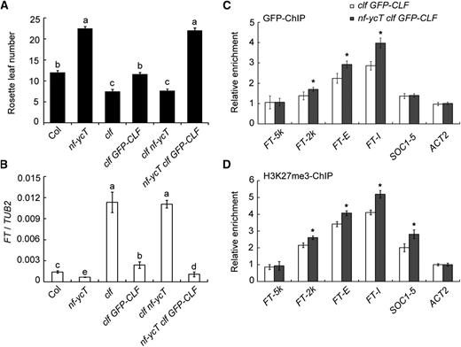 Analysis of NF-YC’s effect on the CLF enrichment and H3K27me3 deposition at FT loci. A, Late flowering caused by the loss of NF-YC genes requires CLF activity. At least 10 seedlings of Col, clf, nf-ycT, clf GFP-CLF, clf nf-ycT, and nf-ycT clf GFP-CLF plants grown under LD conditions at 22°C were investigated for flowering time determination. B, qPCR analysis of FT gene expression. Nine-day-old seedlings were grown under LD conditions at 22°C and collected for RNA extraction at the 12th h in a 24-h period (16 h of light/8 h of dark). C, ChIP analysis of CLF binding to the FT locus (amplicons defined in Fig. 3A). D, Analysis of H3K27me3 levels in FT chromatin. Nine-day-old clf 35S:GFP-CLF and nf-ycT clf 35S:GFP-CLF seedlings were grown under LD conditions at 22°C and collected for ChIP assay with anti-GFP and anti-H3K27me3 antibodies, respectively. Data represent means ± sd of biological triplicates. Statistically significant differences are indicated by different lowercase letters (one-way ANOVA, P < 0.05). Asterisks indicate significant changes of enrichment fold between two genetic backgrounds (Student’s t test, P < 0.05).