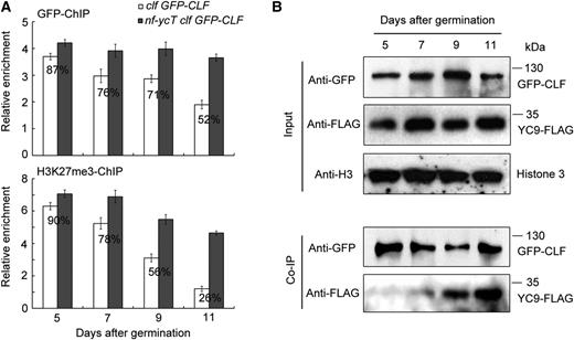 Temporal pattern analysis of NF-YC and CLF regulating CLF-dependent H3K27me3 at the FT locus. A, Time-course ChIP analysis of CLF binding (top) and H3K27me3 levels (bottom) in FT chromatin (amplicons defined in Fig. 3A). Seedlings of clf 35S:GFP-CLF and nf-ycT clf 35S:GFP-CLF were grown under LD conditions at 22°C and harvested for nuclear protein extraction at the indicated days. The percentages indicate the relative enrichment of the FT-I fragment in clf 35S:GFP-CLF against that in nf-ycT clf 35S:GFP-CLF (designated as 100%). B, Co-IP analysis of the temporal interaction between NF-YC9 and CLF in developing seedlings. clf nf-yc9 GFP-CLF NF-YC9-FLAG seedlings grown under LD conditions were harvested for nuclear protein extraction at the indicated days and then immunoprecipitated by anti-GFP trap. The coimmunoprecipitated proteins were detected by anti-FLAG and anti-GFP antibodies.