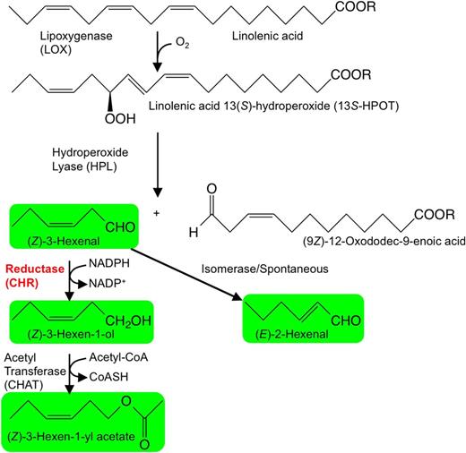 The GLV synthetic pathway in plants. Linolenic acid or linolenoyl residues of lipids are oxygenated by lipoxygenase (LOX) to yield corresponding hydroperoxides. These are cleaved by hydroperoxide lyase (HPL) to form C6-aldehydes and 12-carbon ω-oxo carboxylic acids (or esters when lipids are the starting material). A portion of (Z)-3-hexenal is spontaneously or enzymatically isomerized to form (E)-2-hexenal, and a portion of (Z)-3-hexenal is reduced by reductases to (Z)-3-hexen-1-ol. Further acetylation leads to the formation of (Z)-3-hexen-1-yl acetate.