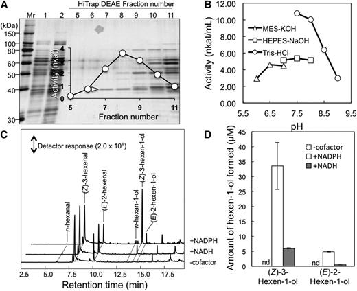 Purification and properties of hexenal reductase. A, Protein profile of the fractions collected using HiTrap DEAE chromatography. Equal volumes of fractions were loaded onto each lane, and proteins were stained with Coomassie Blue. (Z)-3-Hexenal reductase activities of each fraction (fractions 5–11) are shown. The 38-kD protein used in amino acid sequence analyses is indicated with a white arrowhead. Mr, Molecular mass marker. B, pH activity profile of the partially purified enzyme. C, Gas chromatography-mass spectrometry (GC-MS) chromatograms of products formed from (Z)-3-hexenal in the absence or presence of the cofactor NADH or NADPH. D, Quantities of (Z)-3-hexen-1-ol from C presented as averages ± se (n = 4). Because (Z)-3-hexen-1-ol was not formed in the absence of cofactor, the bars corresponding to activity are indicated by nd, for not detected.