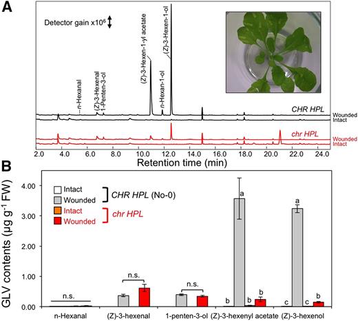 Formation and emission of volatiles from partially wounded Arabidopsis leaves. A, Representative chromatograms of volatiles from intact leaves (bottom chromatogram of each genotype) and partially wounded leaves (top chromatogram of each genotype). Wild-type (No-0, CHR HPL) and mutant (chr HPL) signals are shown in black and red, respectively. The inset shows a representative image of a mutant (chr hpl) plant after partial wounding. B, Quantities of GLVs from intact and partially wounded wild-type and mutant leaves. Data are averages ± se (n = 4). Different letters represent significant differences, as identified using two-way ANOVA and Tukey’s posthoc tests (P < 0.01); n.s., no significant difference. FW, Fresh weight.