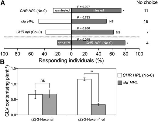 Role of CHR in C. vestalis flight responses and in volatile emission following P. xylostella infestation. A, Flight responses of C. vestalis to P. xylostella-infested (gray) and uninfested (white) Arabidopsis CHR HPL (No-0), chr HPL, and CHR hpl (Col-0) plants (40 individuals; above the dashed line) and to P. xylostella-infested chr HPL and CHR HPL (No-0) plants (60 individuals; below the dashed line). *, 0.05 > Ptotal > 0.01 (replicated G test); NS, no significant difference. C. vestalis that did not choose either plant (no-choice subjects) were not included in the statistical analysis. B, (Z)-3-Hexenal and (Z)-3-hexen-1-ol emissions from wild-type (No-0, CHR HPL) and mutant (chr HPL) plants after a 24-h infestation with P. xylostella larvae. The quantities of volatiles in headspaces of glass vials containing three plants were collected after a 24-h infestation period using solid-phase microextraction (SPME) fibers for 30 min. Data are presented as averages ± se (n = 3). **, P < 0.01, as identified using Student’s t test; ns, no significant difference. Quantities of (Z)-3-hexen-1-yl acetate were below the detection limit (less than 0.8 ng in the pot).