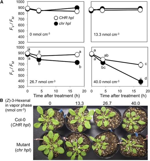 Changes in PSII activity in Arabidopsis wild-type (Col-0, CHR hpl) and mutant (chr hpl) leaves during exposure to (Z)-3-hexenal. A, Aboveground parts of Arabidopsis wild-type (white circles) and mutant (black circles) plants were exposed to 0, 13.3, 26.7, or 40 nmol cm−3 (Z)-3-hexenal vapor in closed glass jars, and PSII activity was estimated using the chlorophyll fluorescence parameter F v/F m. Data are averages ± se (n = 8). Differences were identified using two-way ANOVA and Tukey’s posthoc test. Different letters indicate significant differences (P < 0.05). B, Representative images of Col-0 (CHR hpl) and mutant (chr hpl) plants at 17.5 h after the onset of exposure to 0, 13.3, 26.7, or 40 nmol cm−3 (Z)-3-hexenal vapor.