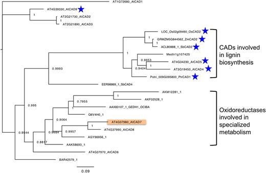 Phylogenetic analysis of CADs and oxidoreductases involved in specialized metabolism (ORSMs). Proteins are listed with BLASTP analyses that were performed using Arabidopsis CHR as a query. Proteins with BLAST scores higher than 250 were chosen, and those studied at least at the protein level were selected to construct the tree (Supplemental Table S2). In vivo functions of the CADs in lignin synthesis have been characterized in mutant expression studies for the genes indicated by blue stars. The scale bar represents 0.09 amino acid substitutions per site.