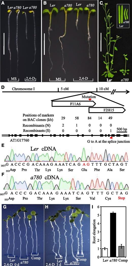 Isolation and molecular cloning of cstf77-a780. A and B, Seedlings grown in dark (A) and in light (B) on MS (left) and MS containing 100 nm 2,4-d (right). C, Adult plants of wild-type Ler and the a780 mutant. Inset: Siliques. D, Map-based cloning of CstF77. The mutation was mapped to an interval of 90 kb on Chromosome I. A nt conversion of G to A at the splicing junction between exon 20 and intron 19 was identified in At1g17760. E and F, The cDNA and deduced protein sequences of a part of At1g17760 in Ler (E) and the a780 mutant (F). Numbers refer to the corresponding nt and deduced amino acid. The nts 1676A and 1677G of At1g17760 cDNA in Ler labeled in red were missing in the a780 mutant, and this caused open-reading-frame shift and a premature stop codon. G to I, Complementation of the cstf77-a780 mutant by a genomic DNA fragment of At1g17760. Five-day-old seedlings were transplanted to an MS plate containing 100 nm 2,4-d and the positions of root tips were marked (G), then the seedlings were grown vertically for 3 d (H). Quantification of root elongation of the seedlings after auxin treatment, using that of Ler as an arbitrary unit. Data represent means ± sd (n = 15) (I). Scale bars = 5 mm (A), 5 mm (B), 5 cm (C).