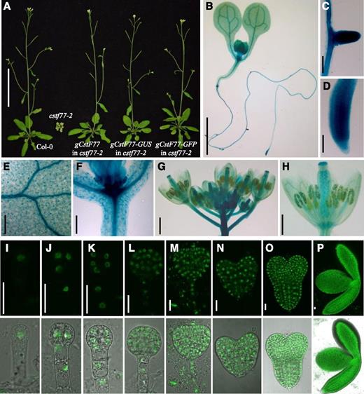 Expression patterns and subcellular localization of CstF77. A, Complementation of cstf77-2 by gCstF77-GUS and gCstF77-GFP. B to H, Expression of gCstF77-GUS in a 5-d-old cstf77-2 mutant seedling complemented with the transgene (B), lateral root (C), primary root (D), leaf (E), junction of leaf and hypocotyl (F), inflorescence (G), and flower (H). I to P, Expression of gCstF77-GFP in a cstf77-2 mutant plant complemented with the transgene at different stages of embryo development: 1-cell (I), 2-cell (J), 4-cell (K), globular (L), transition (M), heart (N), torpedo (O), and cotyledon (P) stages. The CstF77-GFP fusion protein was localized in the nucleus. Upper panel: GFP signals in dark field under a confocal microscope; lower panel: merged images of GFP and bright field. Scale bars = 5 cm (A), 2 mm (B), 100 µm (C and D), 200 µm (E and F), 1 mm (G), 500 µm (H), 20 µm (I–P).