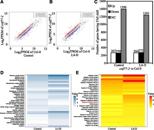 Expression and GO analysis of genes with a PAS shift. A and B, Comparison of gene expression levels of cstf77-2 versus Col-0 plants without 2,4-d treatment (A), and with 2,4-d treatment (B). Up-regulated genes are designated in red, down-regulated genes in blue, and not-changed genes in gray. C, Number of genes up-regulated (Up), down-regulated (Down), or unchanged (NC). D, GO analysis of genes with a PAS shift. E, GO analysis of genes with a PAS shift and expression level changes.