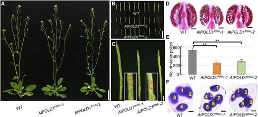 AtPOLD1RNAi plants display reduced fertility. A, Wild-type and two pDMC1::AtPOLD1RNAi F2 plants. B, The first 10 siliques of wild-type and AtPOLD1RNAi plants. C, Dissected siliques of the wild type and AtPOLD1RNAi. Red circles indicate undeveloped embryos. D, Alexander Red staining of wild-type and AtPOLD1RNAi anthers. E, Histogram of viable pollen in wild-type (n = 16), AtPOLD1RNAi-1 (n = 16), and AtPOLD1RNAi-2 (n = 15) anthers. Error bars represent sd for each group as described above. **, P < 0.01, two-tailed Student’s t test. F, Wild-type and AtPOLD1RNAi tetrad stage staining with Toluidine Blue. Bars = 3 cm (A), 1 cm (B), 1 mm (C), 0.1 mm (D), and 5 μm (F). WT, wild type.