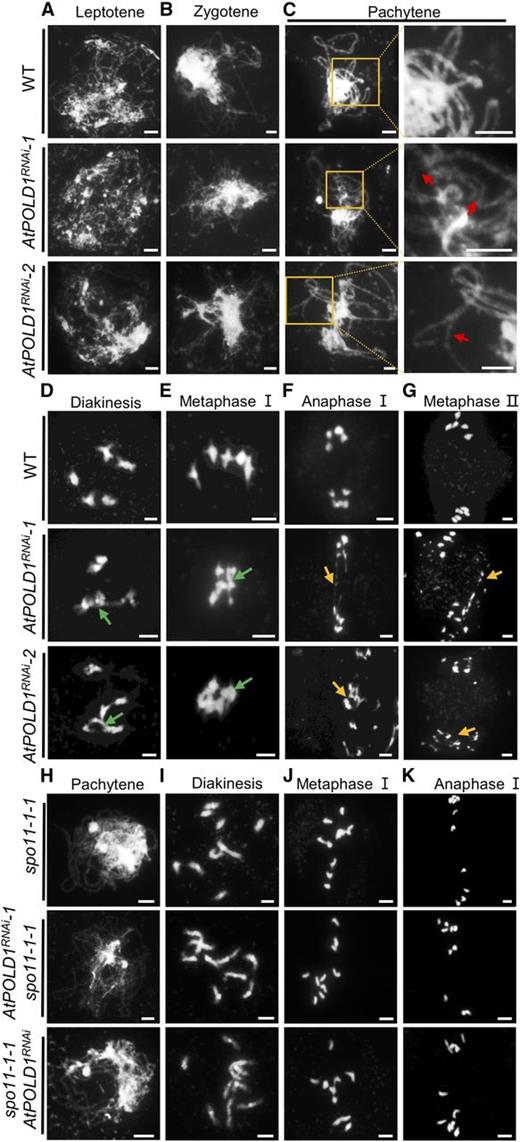 Male meiosis in the wild type and AtPOLD1RNAi assessed via chromosome spreads. A to G, Chromosome phenotypes of the wild type, AtPOLD1RNAi-1, and AtPOLD1RNAi-2 at leptotene (A), zygotene (B), pachytene (C), diakinesis (D), metaphase I (E), anaphase I (F), and metaphase II (G). H to K, Chromosome morphologies of spo11-1-1, AtPOLD1RNAi-1 spo11-1-1, and spo11-1-1 AtPOLD1RNAi. Red arrows indicate incomplete synapsis, green arrows indicate abnormal association of nonhomologs, and yellow arrows indicate chromosome fragments. In C, the regions of the yellow squares (left column) are enlarged in the right column. Bars = 5 μm. WT, wild type.
