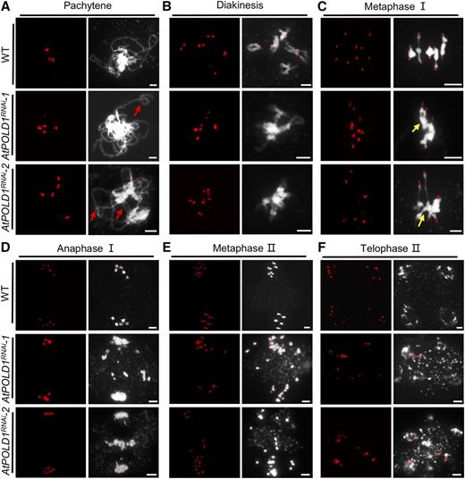 Meiotic chromosome morphologies of the wild type and AtPOLD1RNAi using fluorescence in situ hybridization with a centromere probe. Pachytene (A), diakinesis (B), metaphase I (C), anaphase I (D), metaphase II (E), and telophase II (F) are shown for the wild type, AtPOLD1RNAi-1, and AtPOLD1RNAi-2. Red arrows indicate incomplete synapsis and yellow arrows indicate the probable association of nonhomologs. Bars = 5 μm. WT, wild type.