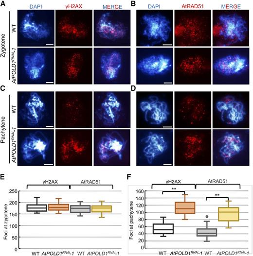 Immunolocalization of γ-H2AX and AtRAD51 in the wild type and AtPOLD1RNAi. A to D, Immunostaining of γ-H2AX and AtRAD51 at zygotene (A and B) and pachytene (C and D) in the wild type and AtPOLD1RNAi. Bars = 5 μm. E and F, Comparison of γ-H2AX and AtRAD51 foci counts in the wild type and AtPOLD1RNAi. **, P < 0.01, two-tailed Student’s t test. WT, wild type.