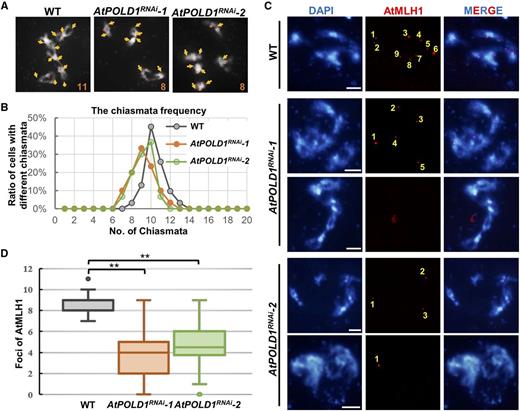 Estimation of meiotic recombination frequency in the wild type and AtPOLD1RNAi. A, Chiasmata (yellow arrows) on DAPI-stained chromosomes (white) at diakinesis in the wild type and AtPOLD1RNAi. B, Chiasmata counts per nucleus in the wild type and AtPOLD1RNAi. C, Immunostaining of AtMLH1 foci (red) on DAPI-stained chromosomes (blue) at diakinesis in the wild type and AtPOLD1RNAi. Yellow numbers indicate the number of AtMLH1 foci. Bars = 5 μm. D, Comparison of AtMLH1 foci counts in the wild type and AtPOLD1RNAi. **, P < 0.01, two-tailed Student’s t test. WT, wild type.