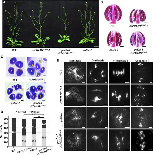 atpol2a-1 AtPOLD1RNAi has severe meiotic defects. A, Vegetative phenotypes of wild-type and mutant plants. B, Alexander Red staining of wild-type and mutant anthers. Green arrows indicate large-size pollen grains compared with the wild type. C, Tetrad-stage developing pollen from the wild type and mutants stained with Toluidine Blue. D, Histogram of tetrads and polyads in the wild type and mutants. **, P < 0.01, χ2 test. E, DAPI-stained chromosomes of the wild type and mutants. Bars = 3 cm (A), 0.1 mm (B), 5 μm (C), and 5 μm (E). WT, wild type.