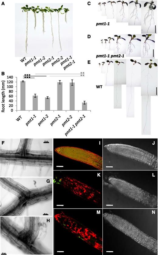 Mutation of PMT2 enhanced the root phenotype of the pmt1 mutant. A, Phenotype of 20-d-old seedlings of the pmt1-1, pmt1-2, pmt2-1, pmt2-2, and pmt1-1 pmt2-1 mutants as compared with the wild type (WT). B, Quantitative measurement of root length observed in (A). Data are mean ± sd from 16 seedlings with three biological replicates. Statistical significance was analyzed by Student’s t test (**, P < 0.01; ***, P < 0.001). C to E, Daily observation of seedling root development in pmt1-1 (C), pmt1-1 pmt2-1 (D), and the wild type (E) from 1 to 6 d after germination (from left to right). Bars = 5 mm. F to H, Epidermal morphology of main roots producing lateral branches in the wild type (F), pmt1-1 (G), and pmt1-1 pmt2-1 (H). Bars = 50 μm. I to N, Viability of root cells by double staining with propidium iodide (PI; red) and fluorescein diacetate (FDA; green). Shown are fluorescent (I, K, M) and bright-field (J, L, N) images of the wild type (I and J), pmt1-1 (K and L), and pmt1-1 pmt2-1 (M and N). Bars = 0.1 mm.