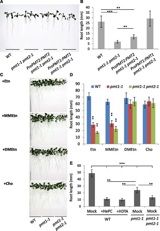 Genetic and chemical complementation of root growth in pmt1-1 pmt2-1. A and B, Overall seedling phenotype (A) and root length (B) of the 7-d-old seedlings of the wild type, pmt1-1 pmt2-1, ProPMT1:PMT1 pmt1-1 pmt2-1, and ProPMT2:PMT2 pmt1-1 pmt2-1. C and D, Chemical complementation of root phenotype by 100 μm of ethanolamine (Etn), N-monomethylethanolamine (MMEtn), N-dimethylethanolamine (DMEtn), and choline (Cho). Overall seedling phenotype (C) and root length (D) of 14-d-old pmt1-1, pmt1-1 pmt2-1, and the wild-type seedlings. E, Chemical inhibition of PMT activity reproduced the defective root growth phenotype of pmt1-1 pmt2-1. Root length of the 10-d-old wild-type seedlings treated with 100 μm of hexadecylphosphocholine (HePC) or hexadecyltrimethylammonium bromide (HDTA) as compared with mock treatment (Mock) of the wild type, pmt1-1, and pmt1-1 pmt2-1. Data for the measurement of root length are mean ± sd from 16 seedlings and three biologically independent experiments. Statistical significance was analyzed by Student’s t test (**, P < 0.01; ***, P < 0.001). WT, the wild type.