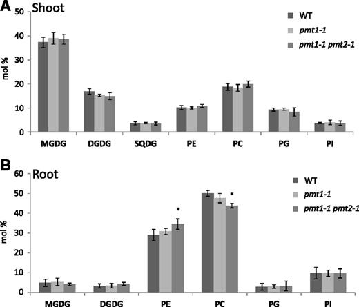 Polar glycerolipid profiles in the shoot (A) and root (B) of 20-d-old seedlings of pmt1-1 pmt2-1 as compared with the wild type and pmt1-1. Seedlings were grown on MS medium at a half-strength concentration. Data are mean ± sd from three biological replicates. Statistical significance among the wild type and each mutant was analyzed by Student’s t test (*, P < 0.05). DGDG, digalactosyldiacylglycerol; MGDG, monogalactosyldiacylglycerol; PC, phosphatidylcholine; PE, phosphatidylethanolamine; PG, phosphatidylglycerol; PI, phosphatidylinositol; SQDG, sulfoquinovosyldiacylglycerol; WT, wild type.