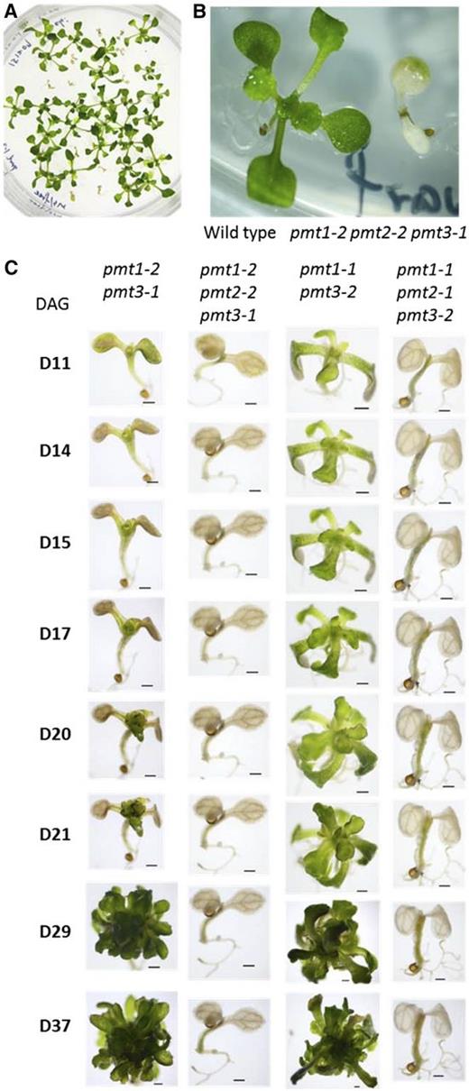 Isolation and observation of the pmt1 pmt2 pmt3 triple mutants. A, Isolation of pale seedlings from the germinating offspring of a pmt1-2 pmt2-2 pmt3-1/+ plant. Pale seedlings were found at a frequency of about 25% in the population of pmt1-2 pmt2-2 pmt3-1/+ offspring. B, A magnified image of the 10-d-old wild type and pmt1-2 pmt2-2 pmt3-1 seedlings. C, Time-course observation from 11 to 37 d after germination (DAG) of defective seedling growth for two different alleles of pmt1 pmt2 pmt3 triple mutants compared with the respective alleles of pmt1 pmt3 double mutants.
