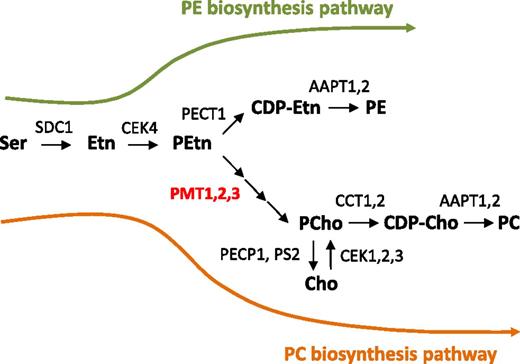 An updated metabolic pathway for the biosynthesis of PE and PC in Arabidopsis. A critical step in PC biosynthesis is methylation of PEtn to produce PCho, catalyzed by PMT1, PMT2, and PMT3. AAPT, aminoalcohol aminophosphotransferase; CCT, CTP:phosphorylcholine cytidylyltransferase; CDP-Cho, cytidine diphosphocholine; CDP-Etn, cytidine diphosphoethanolamine; CEK, choline/ethanolamine kinase; Cho, choline; Etn, ethanolamine; PC, phosphatidylcholine; PCho, phosphocholine; PE, phosphatidylethanolamine; PECP1, phosphoethanolamine/phosphocholine phosphatase 1; PECT1, CTP:phosphorylethanolamine cytidylyltransferase 1; PEtn, phosphoethanolamine; PMT, S-adenosylmethionine:phospho-base N-methyltransferase; PS2, phosphate starvation-induced gene 2; Ser, serine; SDC1, Serine decarboxylase 1.