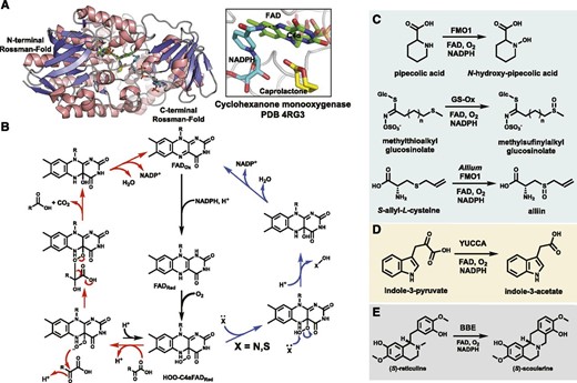 A, The double Rossmann fold and active site of a bacterial cyclohexanone monooxygenase bound to its caprolactone product (PDB 4RG3). No plant FMO has been crystallized, but this bacterial Baeyer-Villiger monooxygenase (BVMO) is predicted to share an overall secondary structure. The FAD cofactor is shown as green sticks, the NADPH cosubstrate as cyan sticks, the product as yellow sticks, and the C4α atom that reacts with O2 is labeled. B, The proposed mechanisms for plant FMO activity utilizing the C4α(OOH)FAD intermediate as an electrophile (blue path) or nucleophile (red path). C to E, Select plant FMO reactions discussed in the text that catalyze hetero-atom oxidation (C), oxidative decarboxylation (D), and a C-C coupling reaction catalyzed by the plant FAD-dependent oxidase BBE (E).